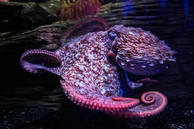 SEA LIFE Birmingham Admission Ticket - The centre’s older look and what it means