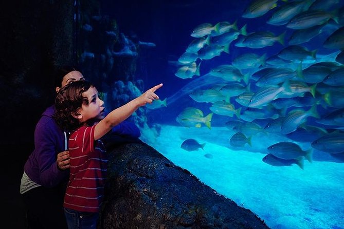 SEA LIFE Blackpool Admission Ticket - Start with starfish at the Rock Pools