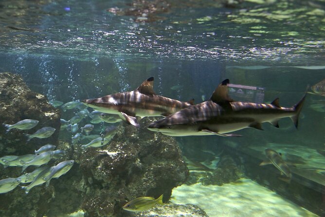 SEA LIFE Blackpool Admission Ticket - The underwater tunnel brings the biggest moments