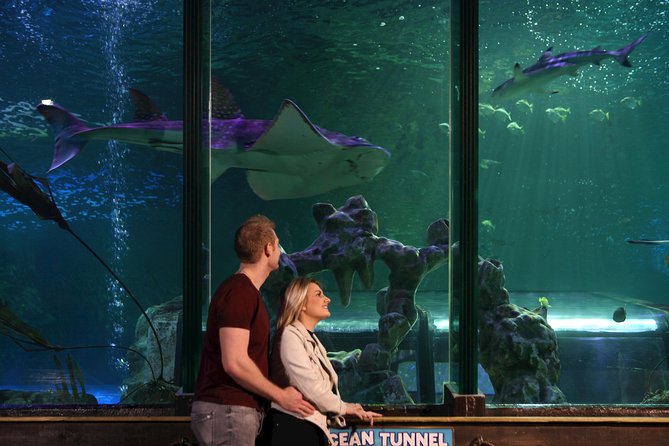 SEA LIFE Blackpool Admission Ticket - Sea Stars fills the final displays with detail