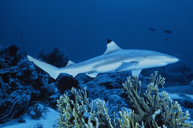 SEA LIFE Great Yarmouth General Admission - Talks, feeds, events, and the quiz trail