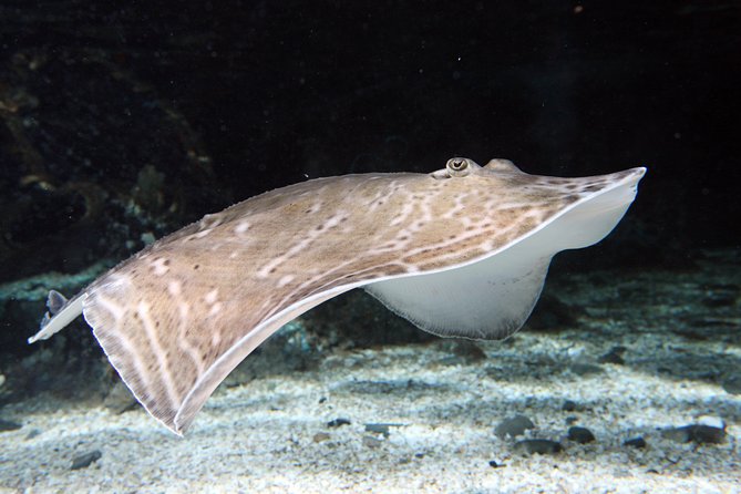 SEA LIFE Great Yarmouth General Admission - Is the $21.92 admission good value?