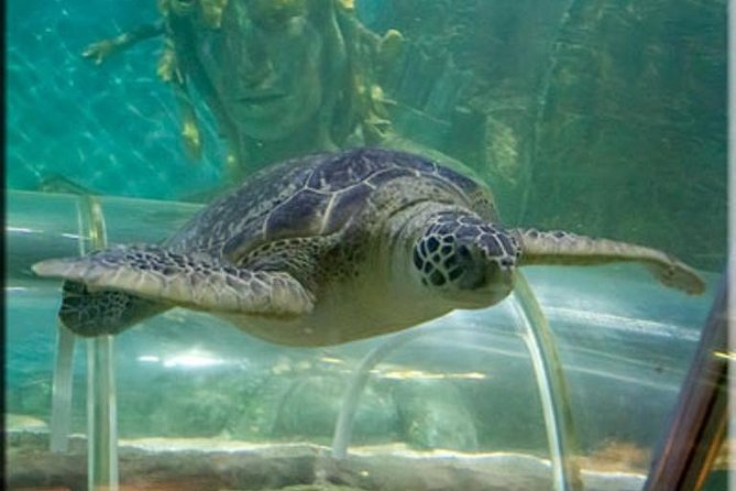 SEA LIFE Great Yarmouth General Admission - How long should you allow?