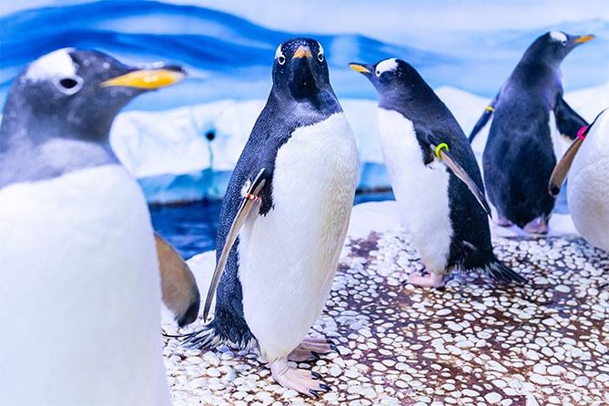 SEA LIFE London Aquarium Admission Ticket - Rainforest Adventure and the smaller creatures