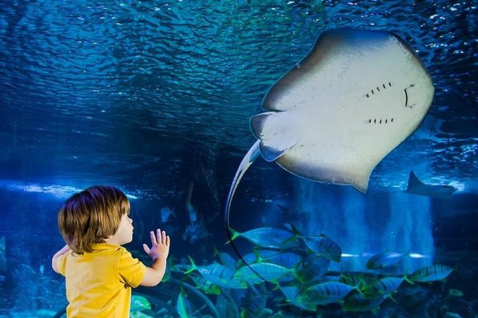 SEA LIFE Manchester Admission Ticket - What Your Visit to SEA LIFE Manchester Feels Like