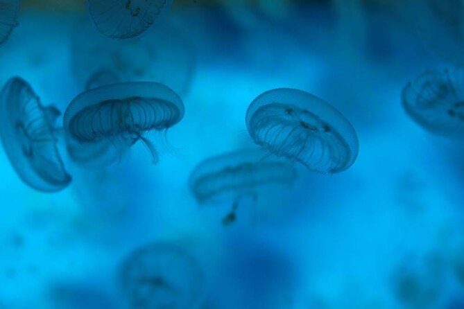 SEA LIFE Weymouth Admission Ticket - Is the $19.34 ticket good value?