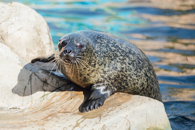 SEA LIFE Weymouth Admission Ticket - Fairy Penguin Island is the rare highlight