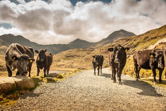 Snowdonia & Chester Day Tour from Manchester Including Admission - The driver-guide can make or break the day