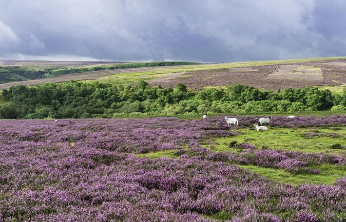 Steam Trains, Whitby, and the North York Moors Full-Day Tour from York - What the small group changes