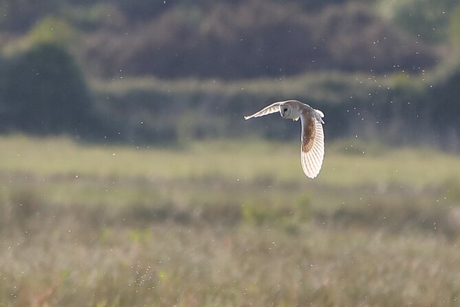 Sussex Birdwatching Private Guided Day Tour - Key points for choosing this Sussex birding day