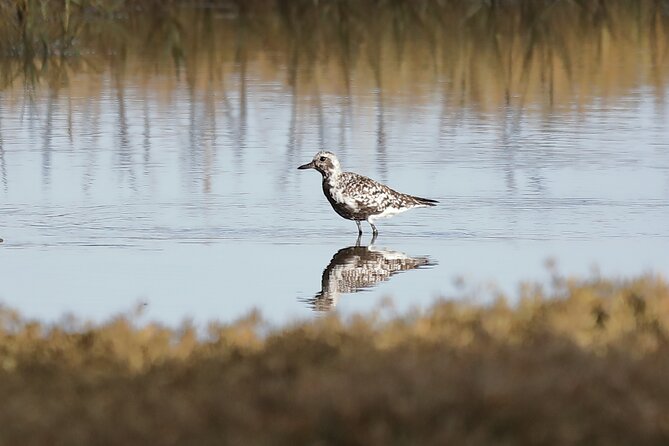 Sussex Birdwatching Private Guided Day Tour - Pagham Harbour: waders, wildfowl, and summer terns