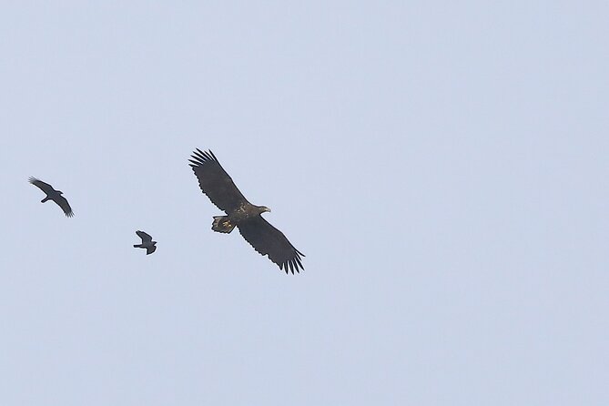 Sussex Birdwatching Private Guided Day Tour - What the private guide adds