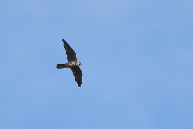 Sussex Birdwatching Private Guided Day Tour - Timing, price, and practical value