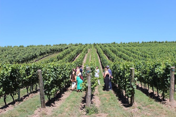 Sussex Vineyard & Winery Bus Tour on Iconic Vintage London Bus - Who should book this Sussex wine day?