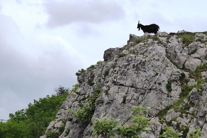 Wells, Cheddar Cheese and Cheddar Gorge - Private Day Trip from Bath - Daniel’s Guiding Style and Flexibility