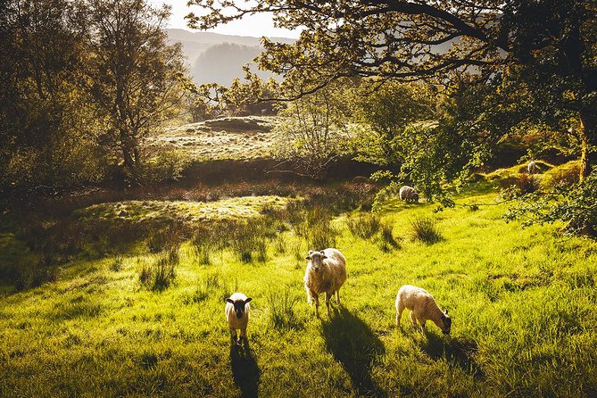 Windermere & Lake District Tour from Manchester Including Cruise - Why this Manchester day trip works