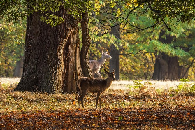 Windsor Day Trip from London with a Local: Private & 100% Personalized - Windsor Great Park and the walking pace